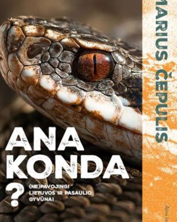 Ana konda?